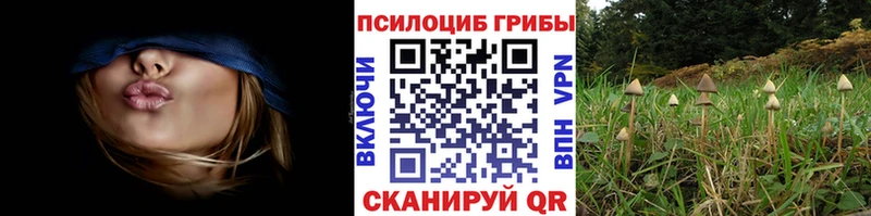 Псилоцибиновые грибы Cubensis  где продают наркотики  Зеленоградск 